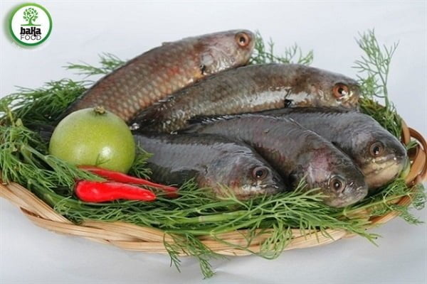 Những em cá rô đồng tươi ngon là nguyên liệu chính cho món cá rô đồng kho tộ.