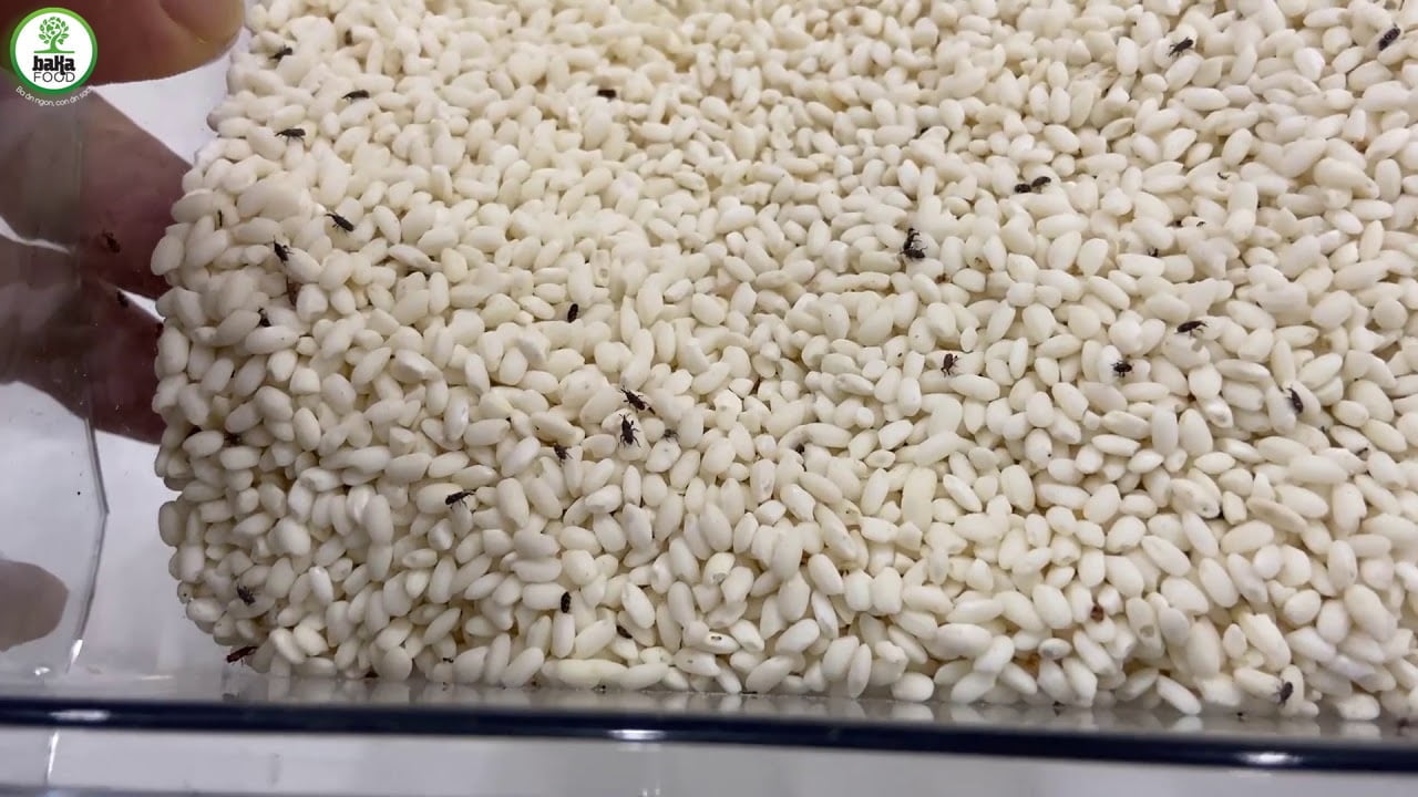 diệt mọt gạo