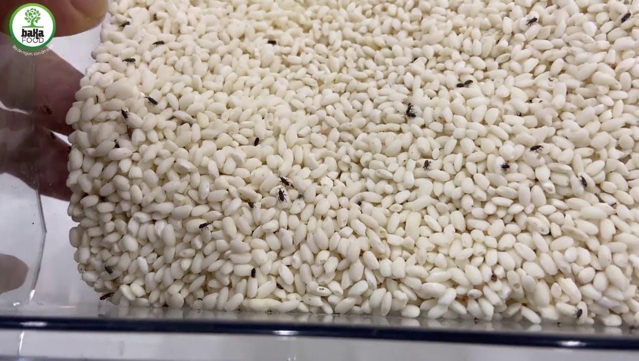 Các loại mọt gạo