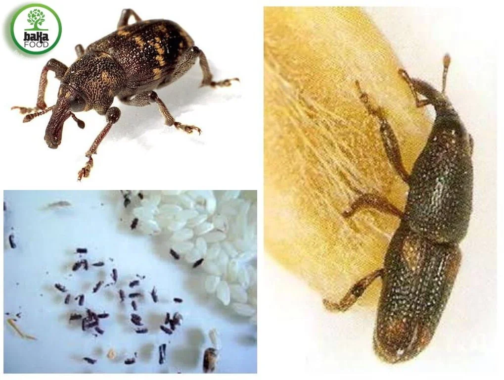 Con mọt gạo là gì và tại sao lại có? Con mọt gạo là gì và tại sao lại có?