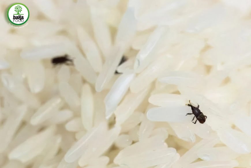 Cách bảo quản gạo đúng
