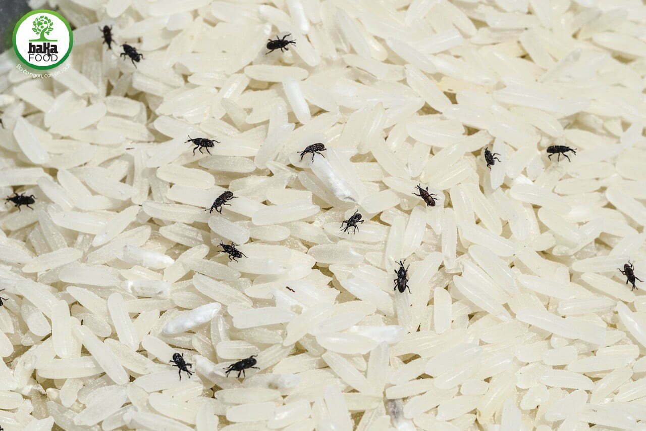 Có rất nhiều cách bảo quản gạo chống mọt dân gian dễ thực hiện