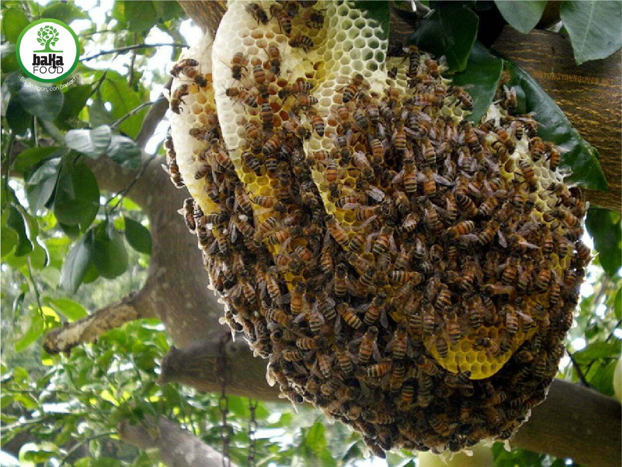 Mật ong trên cao kiến khó đến gần