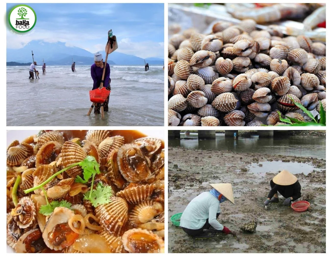 Mắm Sò Lăng Cô Mua Ở Đâu Tại TPHCM? lăng cô