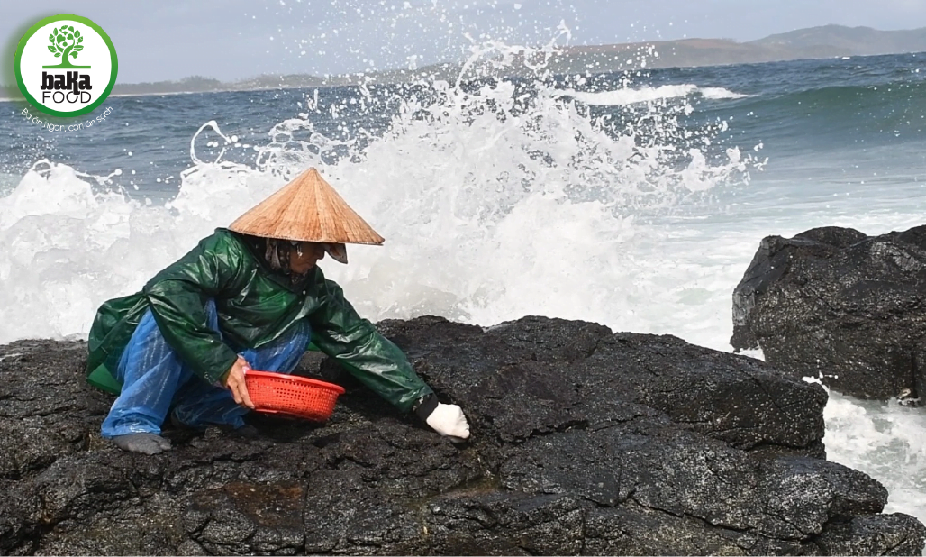Đến mùa, ngư dân có thể đi hái rong biển bằng tay hoặc sử dụng miếng nhôm mỏng để cào