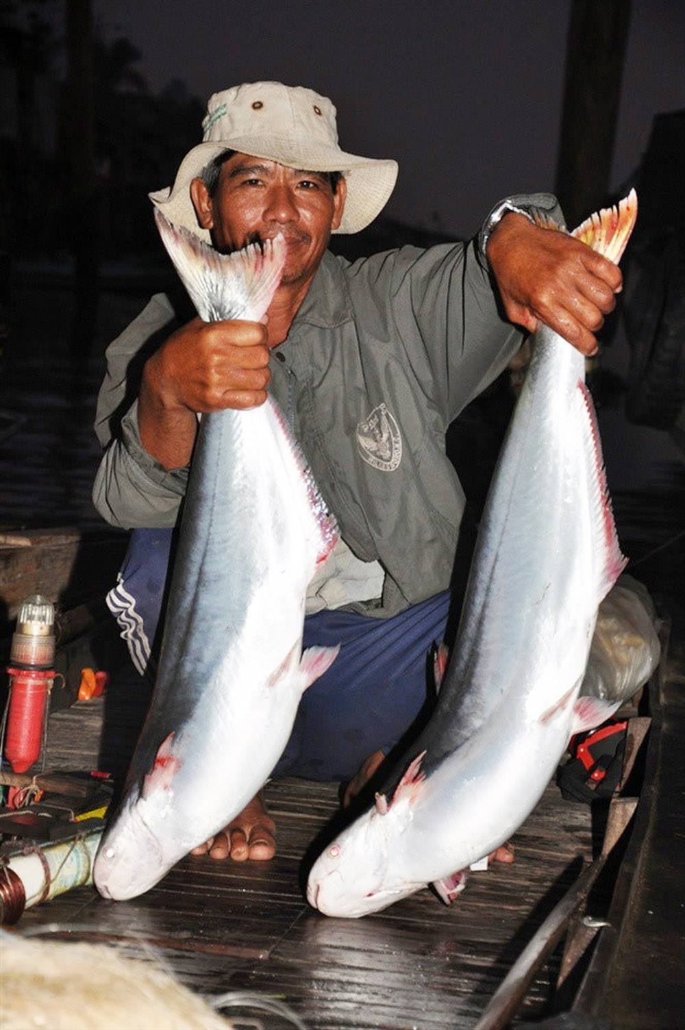 Cá Bông Lau - "Món Quà" Thiên Nhiên Dành Tặng Sức Khoẻ