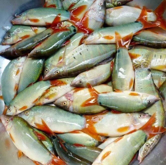 ca heo nuoc ngot bakafood
