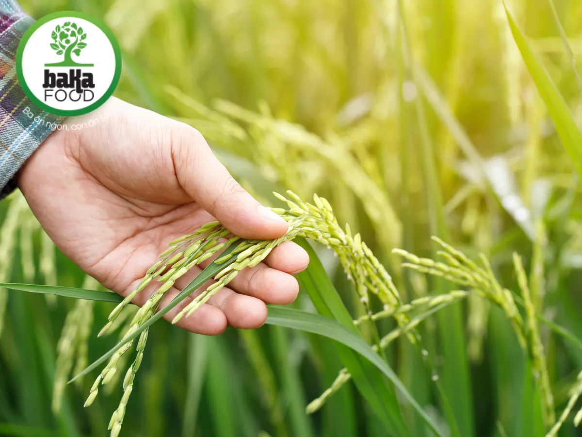 Gạo Hữu Cơ – Lựa Chọn Hoàn Hảo Cho Sức Khỏe Và Bữa Cơm Gia Đình Bạn 7 Quy trình canh tác gạo hữu cơ được thực hiện bằng kỹ thuật truyền thống kết hợp công nghệ hiện đại