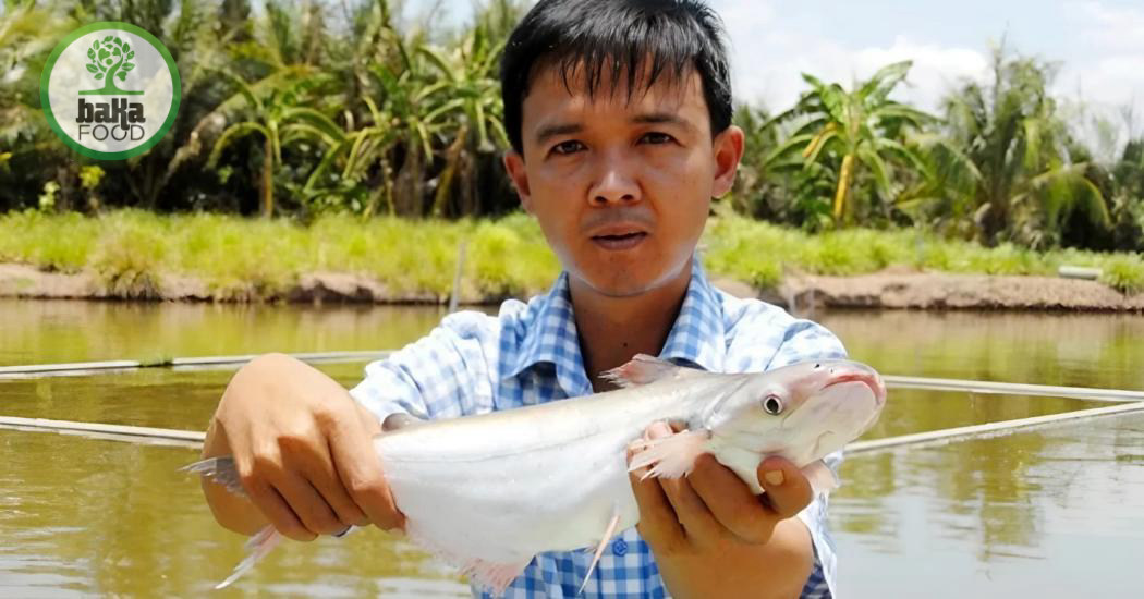 Từ mật độ thả, chất lượng nước đến cách cho ăn đều ảnh hưởng trực tiếp đến tốc độ lớn, tỷ lệ sống và chi phí đầu ra.