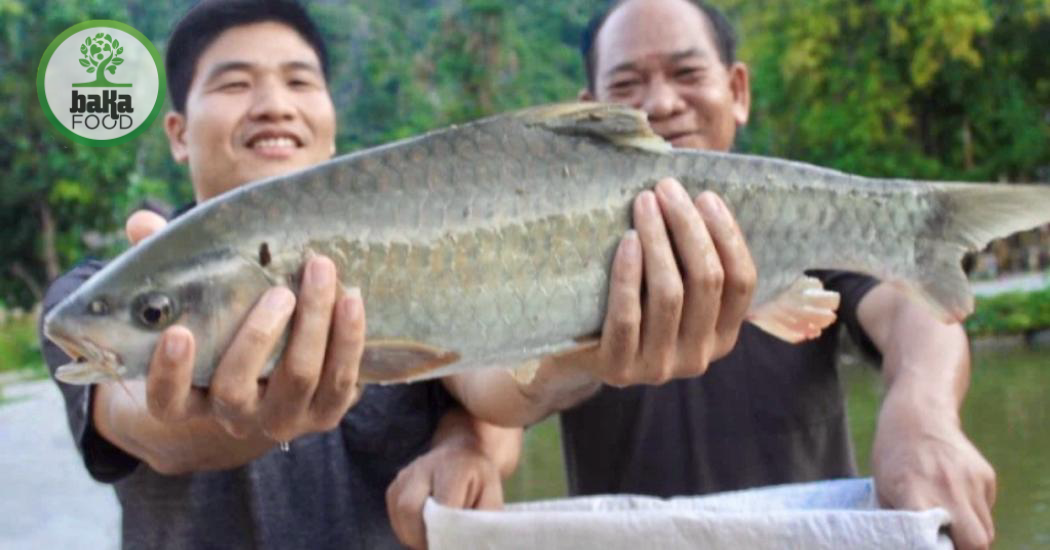 Loài này di chuyển theo mùa, thường gắn với nhịp nước lên xuống, độ mặn thay đổi và nguồn thức ăn dọc lưu vực sông